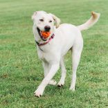 Chuckit! Breathe Right Fetch Ball M 1 db