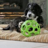 JW PET Hol-EE Roller M
