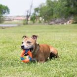 Chuckit! Launcher Ring Chaser