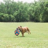 Chuckit! Whistle Flight
