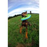 Chuckit! ZipFlight Frisbee Max Glow  Small
