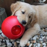 Soft-Flex Pawzzle Ball 6" L