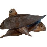 Teomann Szárított Nyelvhal 125 g