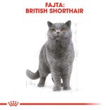 Royal Canin British Shorthair Adult 4 kg