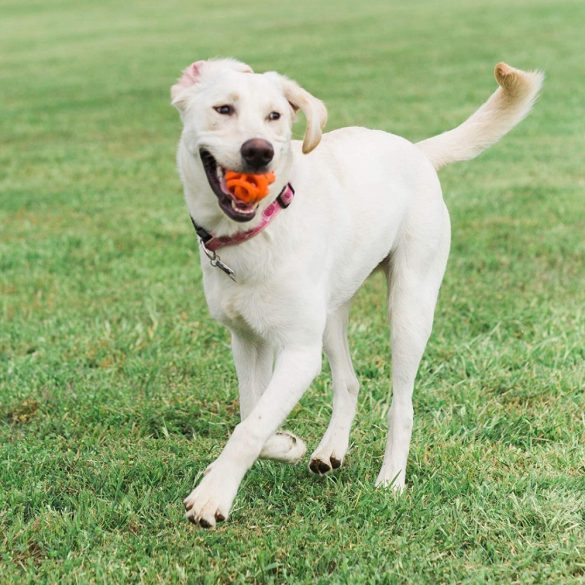 Chuckit! Breathe Right Fetch Ball S 2 db