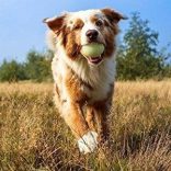 Chuckit! Glow Világító labda M