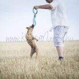 Chuckit! Floppy Tug L