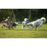 Chuckit! Floppy Tug L