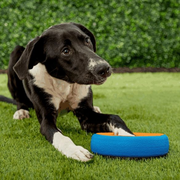 Chuckit! Wheel Fetch Dobó karika