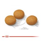 Royal Canin Mini Dermacomfort 8 kg