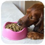 Beco Pets Tál M Szürke