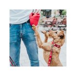 Hunter Szilikon jutalomfalat tartó Lugo S piros