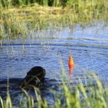 Chuckit Amphibious Shark Fin
