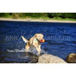 Chuckit Amphibious Shark Fin