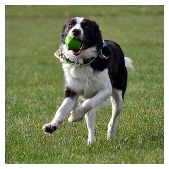 Chuckit! Erratic labda L 1 db