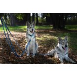 Aminela állítható póráz karikával 25 mm/220 cm szürke