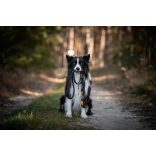 Aminela kötél póráz 12 mm/150 cm szürke