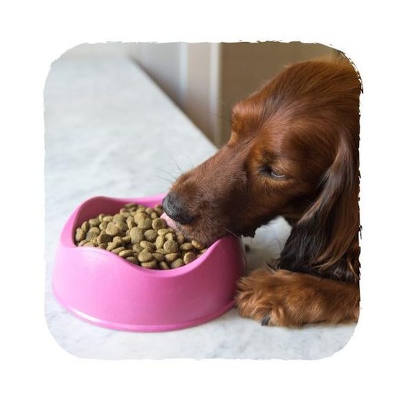 Beco Pets Tál Cicáknak Natúr