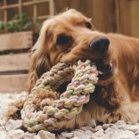 Beco Pets Kender Karika