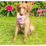 Beco Pets Zacskó Tartó Rózsaszín