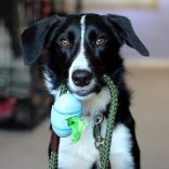 Beco Pets Zacskó Tartó Natúr