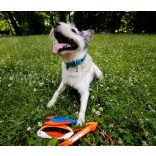 Chuckit! Ultra Sling Super Fronde