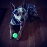 Chuckit Pro 18M Max Glow Ball Launcher translucent