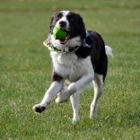 Chuckit! Erratic labda M 2 db
