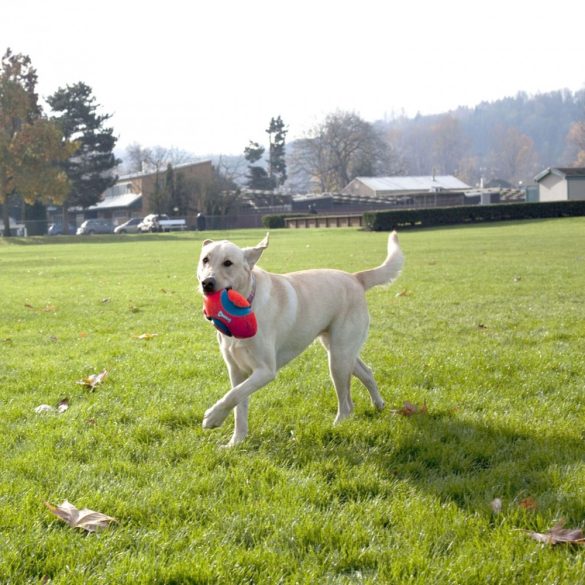 Chuckit! Fumble Fetch Rögbi 