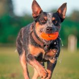 Chuckit! Hydro Squeeze labda M