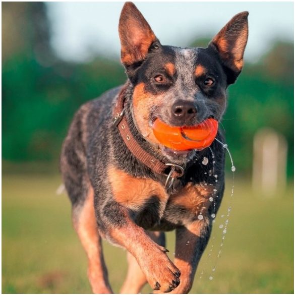 Chuckit! Hydro Squeeze labda M