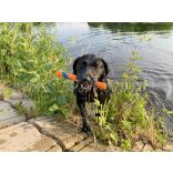 Chuckit! Ultra Fetch Stick Max Glow