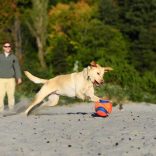 Chuckit! Kick Fetch labda S Giggle