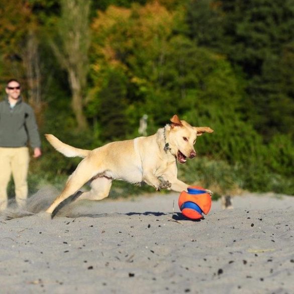 Chuckit! Kick Fetch labda S Giggle