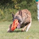 Chuckit! Breathe Right Fetch Wheel