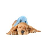 Cozy Dog Bunny Blue