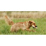 Firedog Junior dummy 300 g white