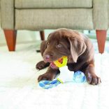 JW PET Puppy connects