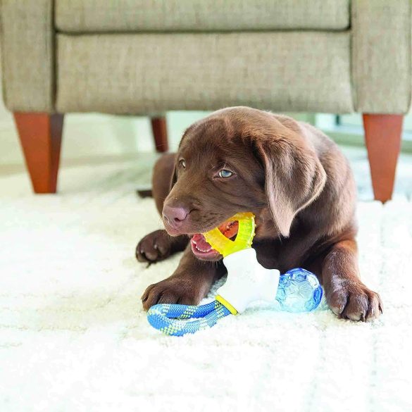 JW PET Puppy connects