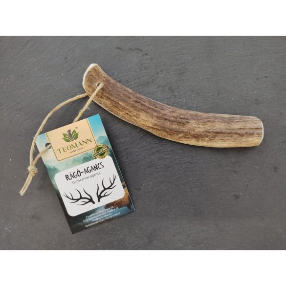 Teomann Gímszarvas agancs félbevágott darabok L