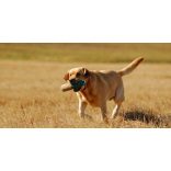 Firedog Marking dummy 500 g green/white