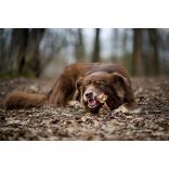 Marp Holistic Buffalo Crunchies - Szárított bivaly légcső 50 g