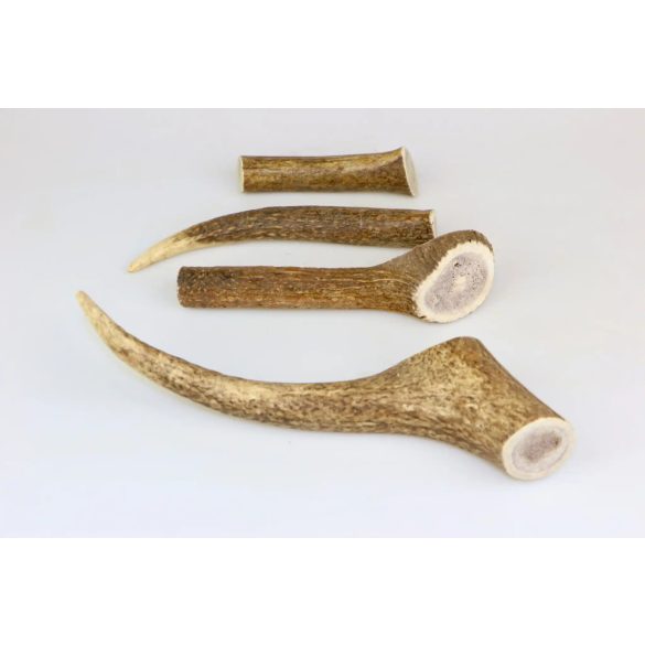 Marp Szarvas agancs- Deer Antlers XL