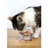 Marp CAT Holistic Plus - Nedves Tuna whole loin with sardine and blueberry in jelly 70 g - Tonhalfilé szardíniával és áfonyával zselében 70 g