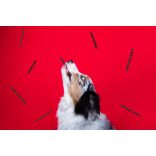 Marp Holistic Plus Beef Stick - Marha csíkok 80g