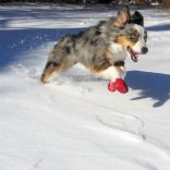 Pawz - Bio kutyacipő M Camo 12 db