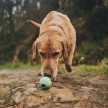 Beco Pets Labda S Zöld
