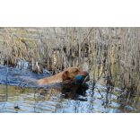 Firedog Standard dummy 250 g green