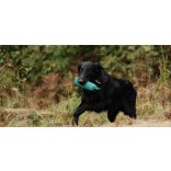 Firedog Standard dummy 500 g green