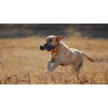 Firedog Standard dummy 500 g blue